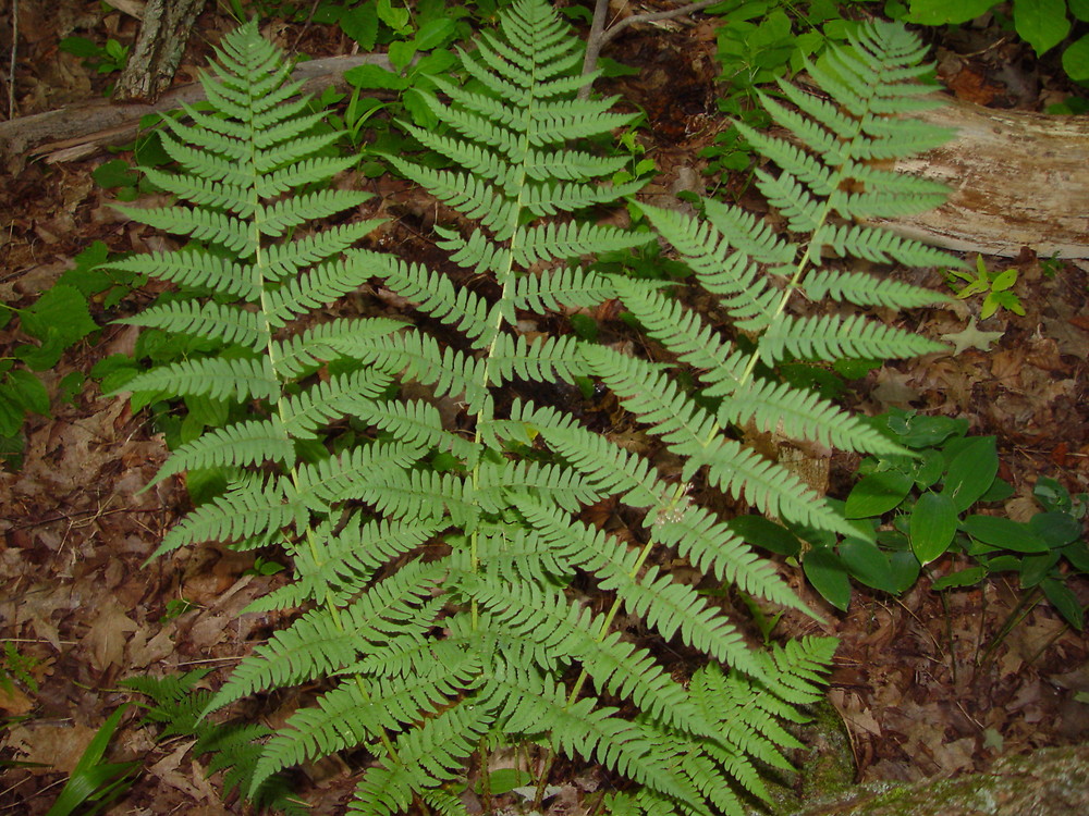 Fern - Dryopteris marginalis