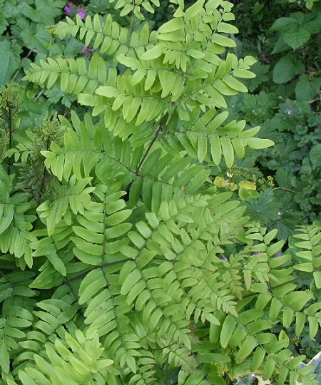 Fern - Osmunda regalis 'Purpurascens'