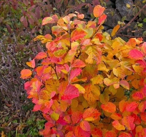 Fothergilla gardenii 'Mount Airy'