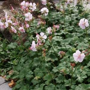Geranium cantabrigiense 'Biokovo'   