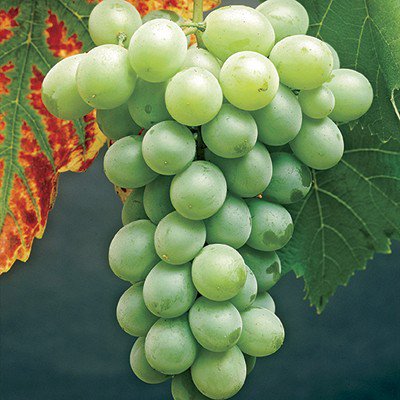 Grape - Vitis labrusca 'Himrod'  (Canada Only) 