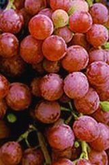 Grape - Vitis labrusca 'Suffolk Red' (Canada Only)