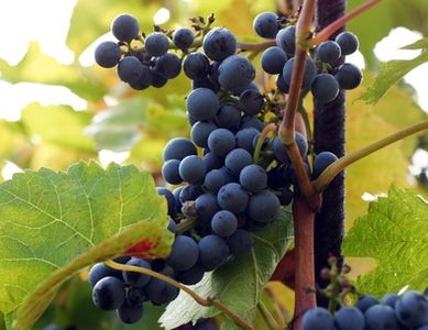 Grape - Vitis riparia 'Valiant'  (Canada Only) 
