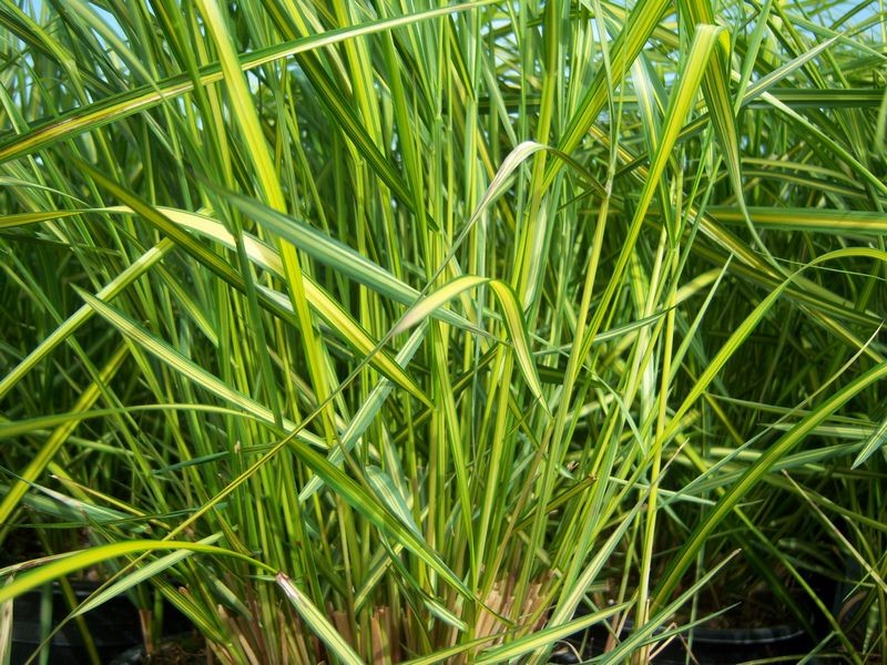 Grass - Calamagrostis acutiflora 'Eldorado' PP16486
