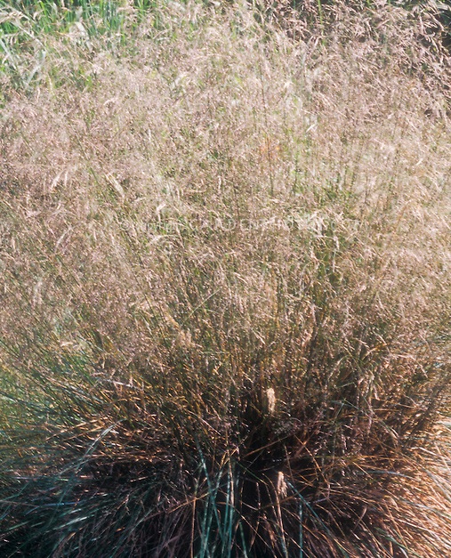 Grass - Deschampsia cespitosa 'Bronzeschleier'