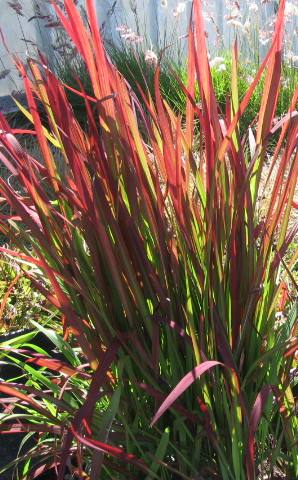 Grass - Imperata cylindrica 'Red Baron' (Canada only)