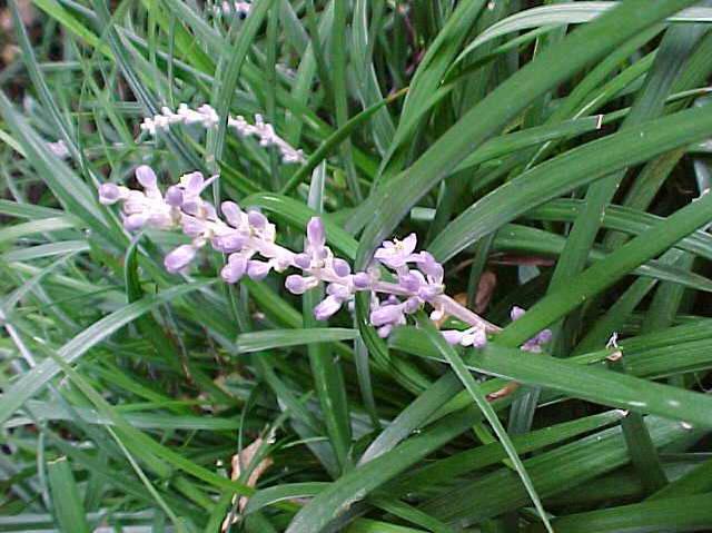 Grass - Liriope muscari 'Big Blue'