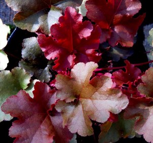 Heuchera hybrid 'Autumn Glow'