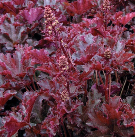 Heuchera hybrid 'Crimson Curls'