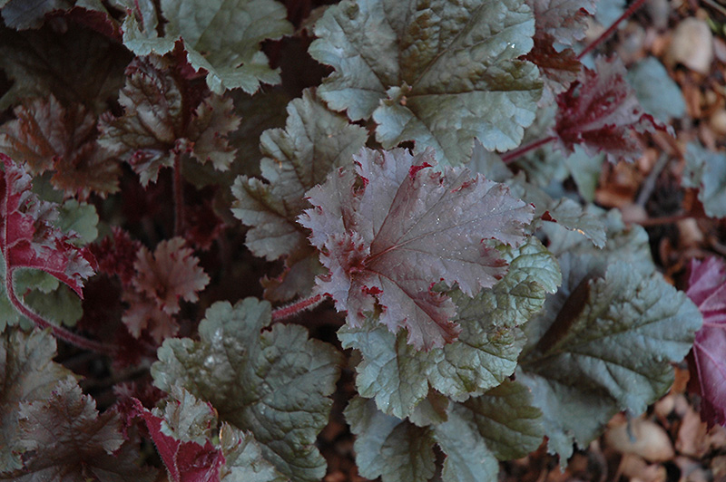 Heuchera hybrid 'Dark Secret'