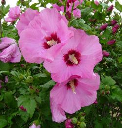 Hibiscus syriacus 'Aphrodite'