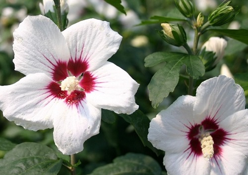 Hibiscus syriacus 'Red Heart'