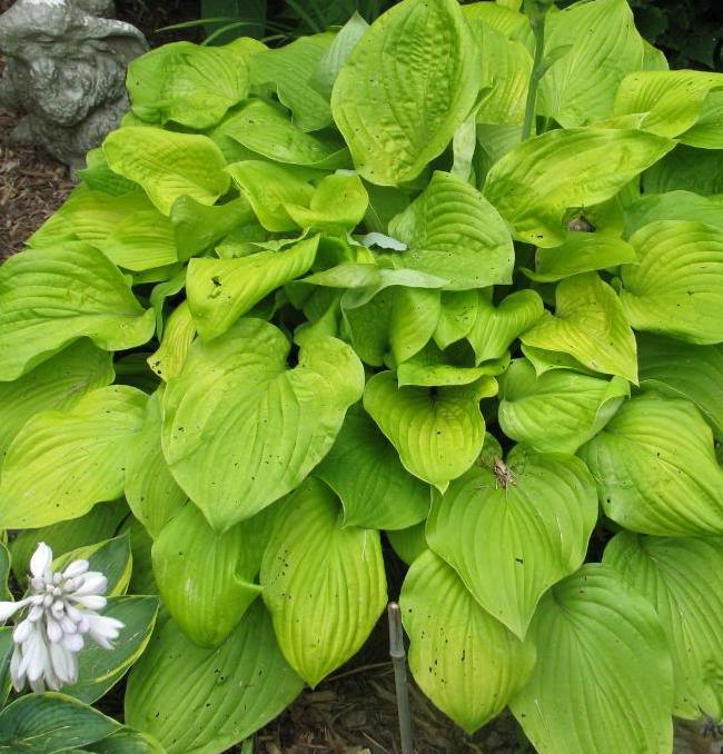 Hosta hybrid 'August Moon'