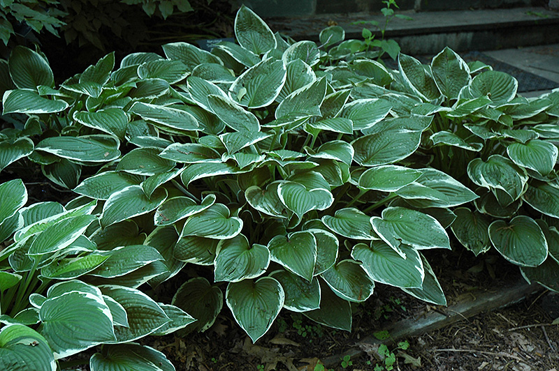 Hosta hybrid 'Francee'