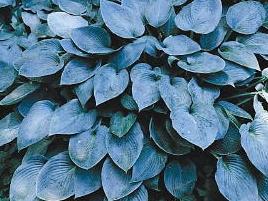 Hosta hybrid 'Halcyon'