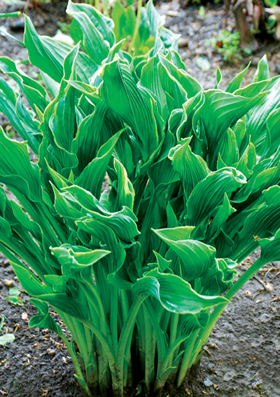 Hosta hybrid 'Praying Hands'