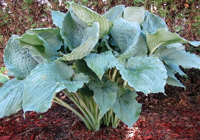 Hosta hybrid 'Queen of the Seas' 