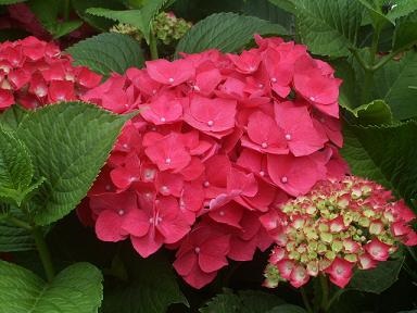 Hydrangea macrophylla 'Masja'