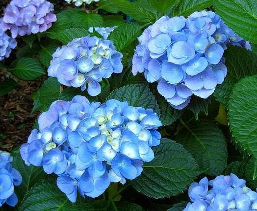 Hydrangea macrophylla 'Nikko Blue'