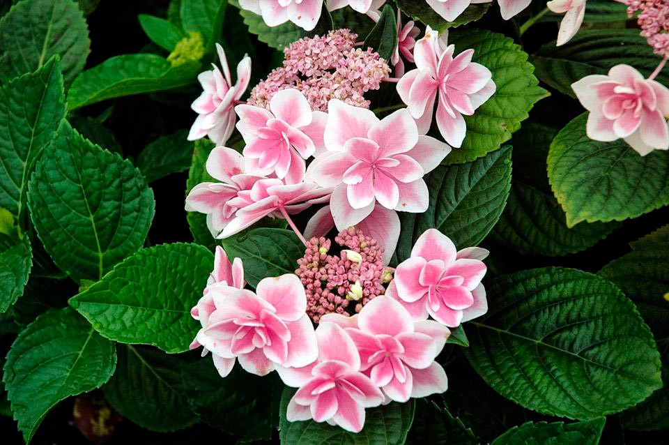 Hydrangea macrophylla Double Delights™ Star Gazer ('Kompeito') PP20998*