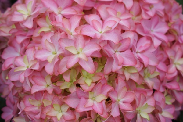 Hydrangea macrophylla Inspire ('H19-20' PPAF)