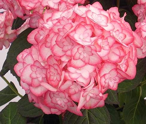 Hydrangea macrophylla Miss Saori ('H2002' PPAF)