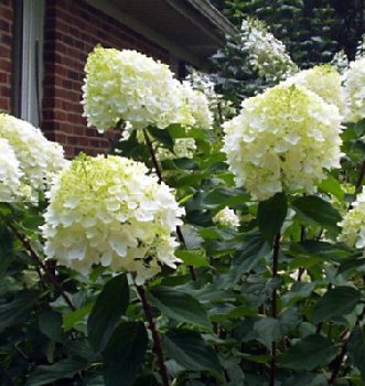 Hydrangea paniculata 'Silver Dollar'