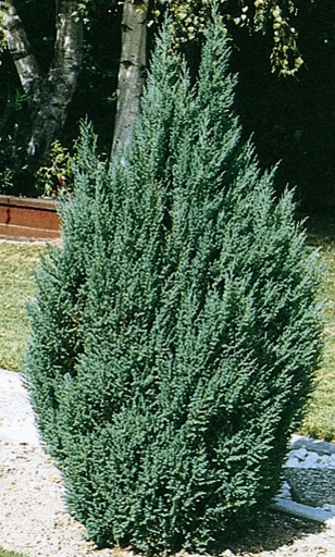 Juniperus chinensis 'Blue Point'