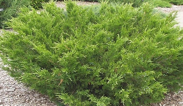 Juniperus chinensis 'Sea Green'