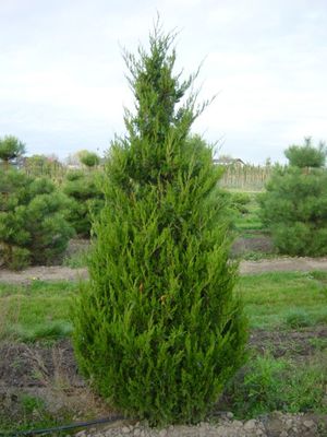 Juniperus chinensis 'Spartan'