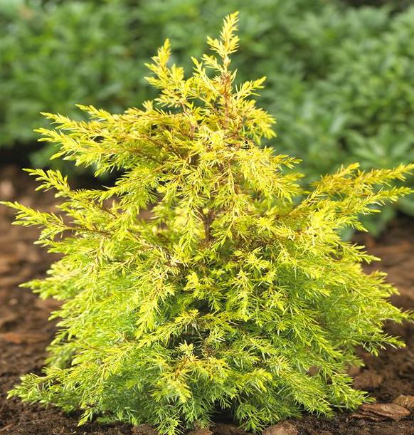 Juniperus communis 'Gold Cone'