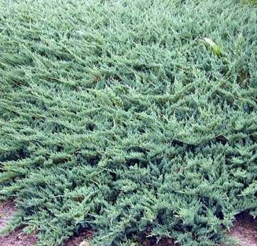 Juniperus horizontalis 'Icee Blue'