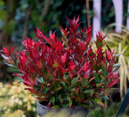 Leucothoe fontanesiana Leafscape™ 'Little Flames'