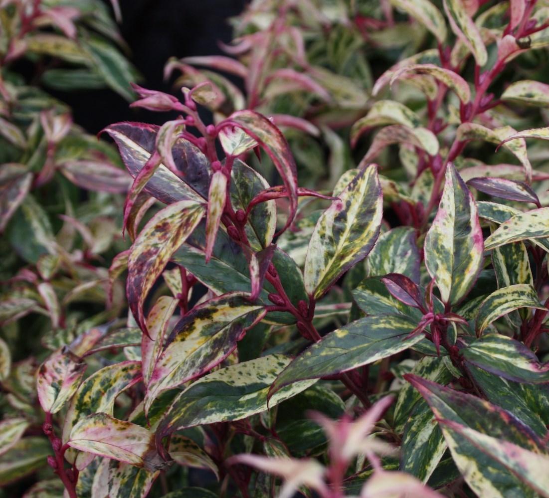 Leucothoe fontanesiana 'Rainbow Improved'