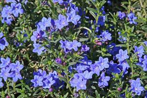 Lithodora diffusa 'Grace Ward'