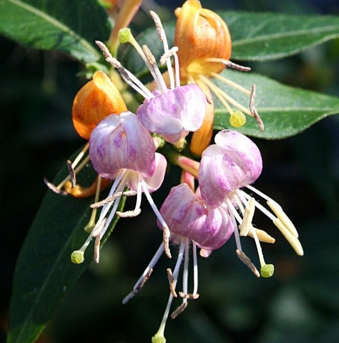 Lonicera hybrid Candy Swirl™ ('Inov41')