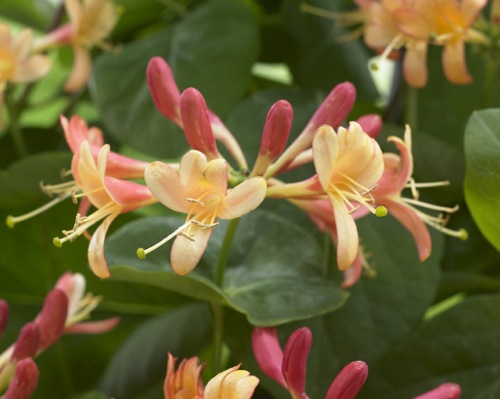 Lonicera hybrid Coral Star™ ('Celestial')