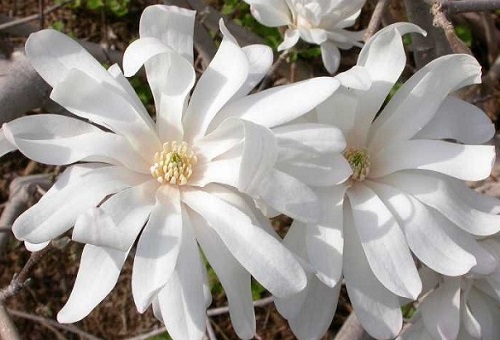 Magnolia stellata 'Royal Star'