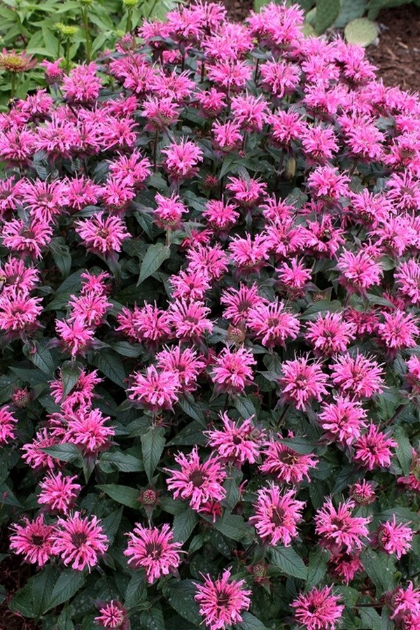 Monarda hybrid Sugar Buzz® 'Bubblegum Blast' PP27497 