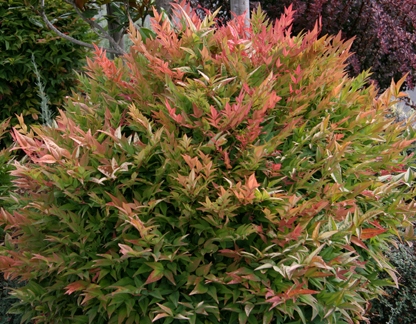 Nandina domestica 'Gulf Stream'