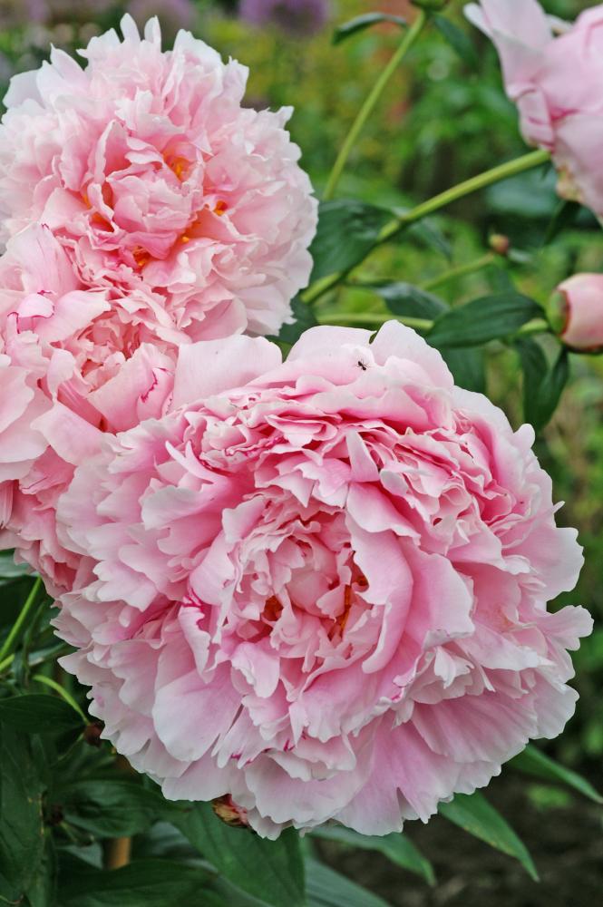 Paeonia hybrid 'Sarah Bernhardt'