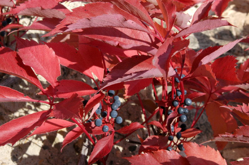 Parthenocissus quinquefolia 'Engelmannii'