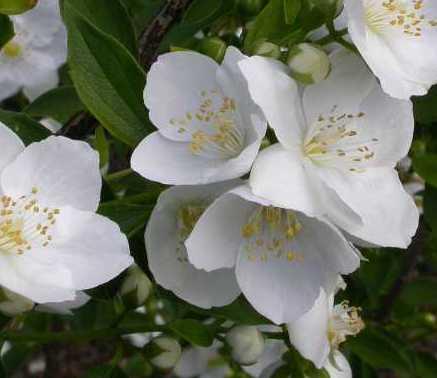 Philadelphus hybrid 'Snowbelle'