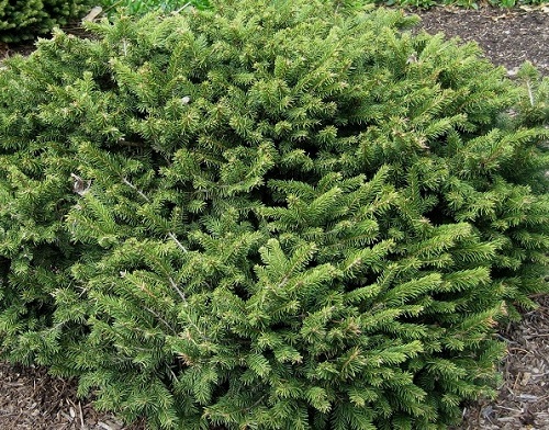 Picea abies 'Pumila'