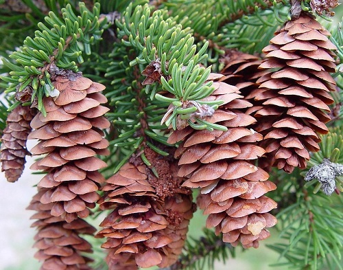 Picea glauca