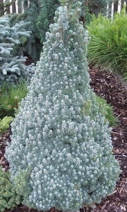 Picea glauca 'Sander's Blue'