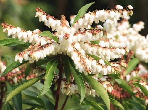 Pieris hybrid 'Brouwer's Beauty'