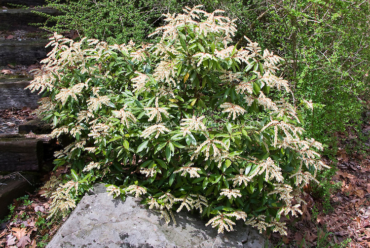 Pieris japonica 'Cavatine'