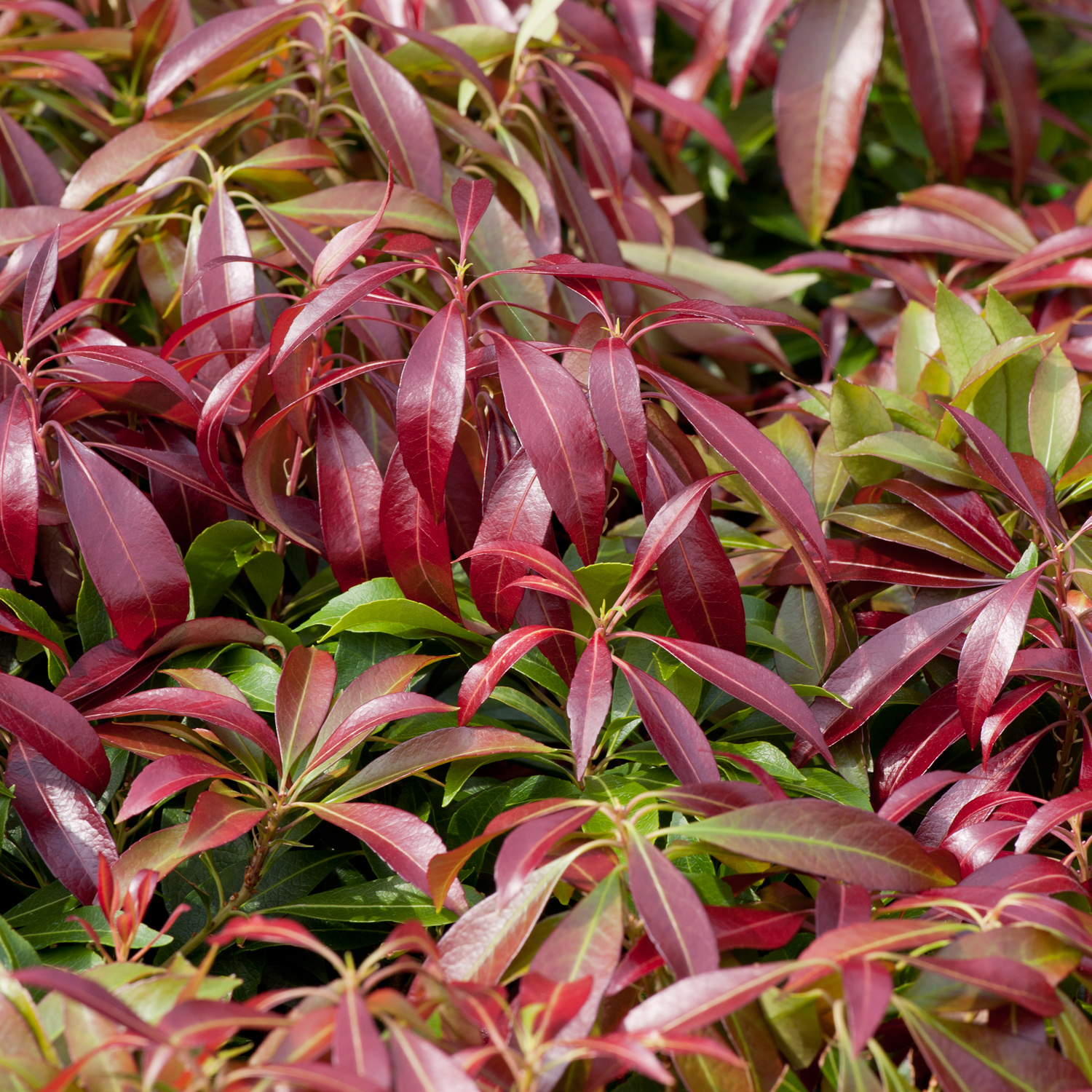Pieris japonica 'Katsura'