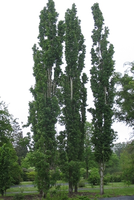 Populus tremula 'Erecta'